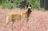 MALINOIS 525